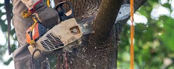 Best Lawn Maintenance Plans  in Syracuse, NE