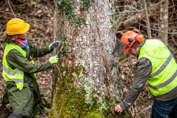 Best Tree Disease Treatment  in Syracuse, NE