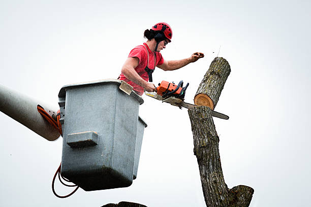 How Our Tree Care Process Works  in  Syracuse, NE