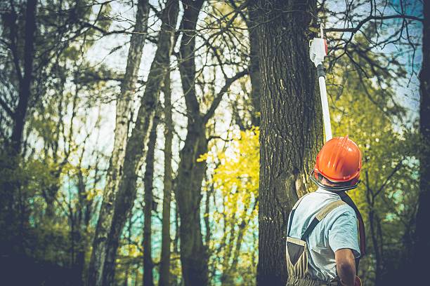 Professional Tree Care in Syracuse, NE